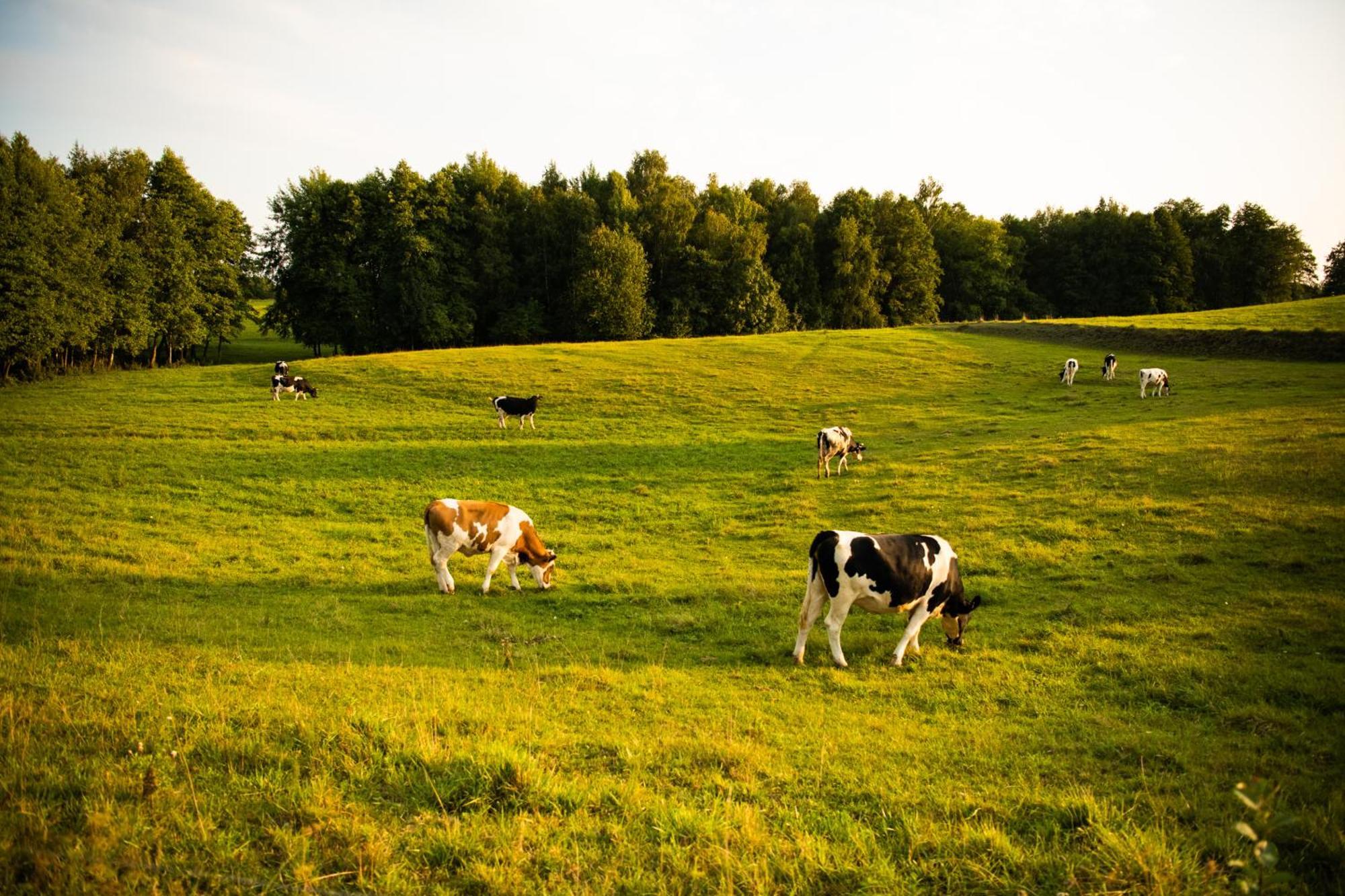 Mazurskie Chatki Mrągowo Exterior foto